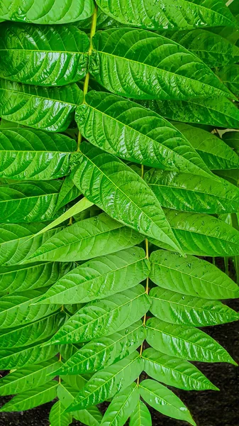 Zelené Rostliny Velké Plochy Pokrývají Smrkové Listy Větve Tapeta Pozadí Royalty Free Stock Obrázky