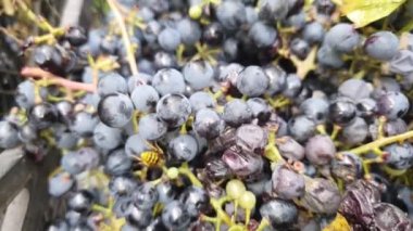 Arılar bahçede uçar ve çiçeklerden ve bitkilerden polen toplarlar. Hasat. Sonbahar havası. Seçici odak.