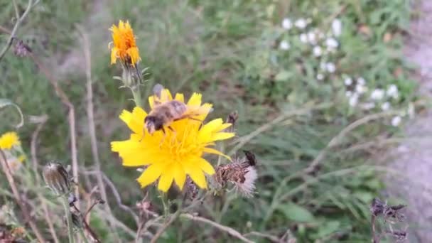 Arılar Bahçede Uçar Çiçeklerden Bitkilerden Polen Toplarlar Hasat Sonbahar Havası — Stok video