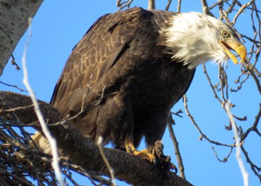  Kel Kartal bir ağaç dalına tünemiş.