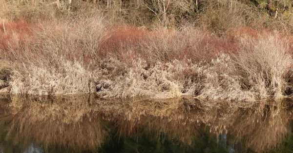 Reeds Arbustos Nos Raios Sol Outono — Fotografia de Stock