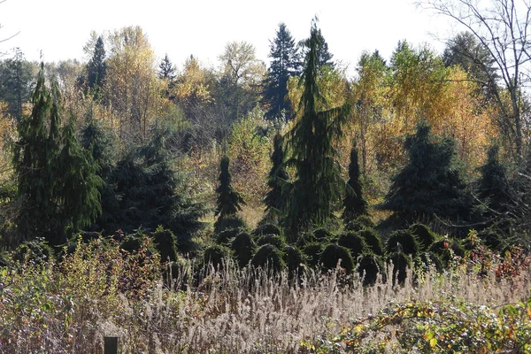 Herbstliche Farben Und Formen Der Verlassenen Gärtnerei — Stockfoto