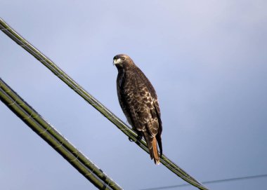 Bayan Hawk sabah atıştırması arıyor.                               