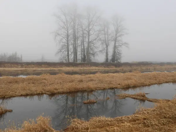 Листяні Дерева Ранковому Тумані Болотах — стокове фото