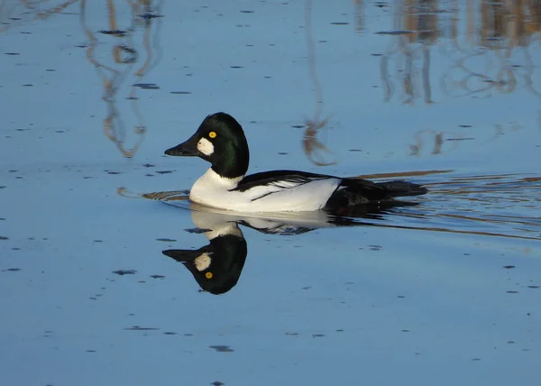 Common Goldeneye Duck Swimming Blue Waters —  Fotos de Stock