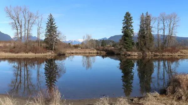 Aynaya benzeyen bataklık gölüne yansıyan yapraksız ağaçlar.