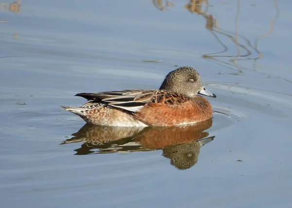 Sömniga Mallard Lady Anka Med Slutna Ögon — Stockfoto