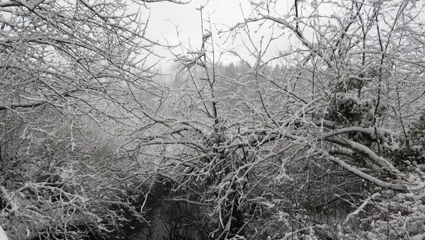 Paisaje Invernal Con Nieve Fresca Las Ramas Los Árboles —  Fotos de Stock