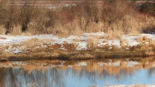 Malezas Secas Cubiertas Nieve Los Pantanos —  Fotos de Stock