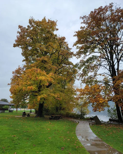 Paysage Automne Avec Feuilles Jaunes Temps Pluvieux — Photo