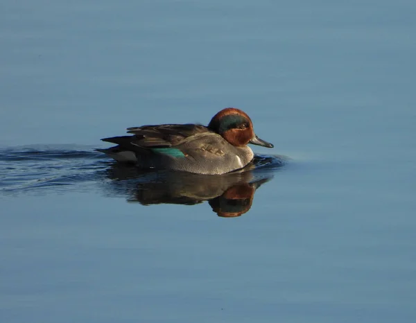 Grön Bevingad Teal Duck Simmar Blå Vatten — Stockfoto