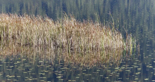 Klidné Jezero Plevele Odrážející Hladině Rybníka — Stock fotografie