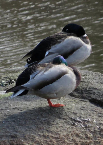 Mallard Ducks Çifti Için Kısa Bir Şekerleme — Stok fotoğraf