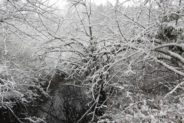 Escena Invierno Con Ramas Cubiertas Nieve —  Fotos de Stock