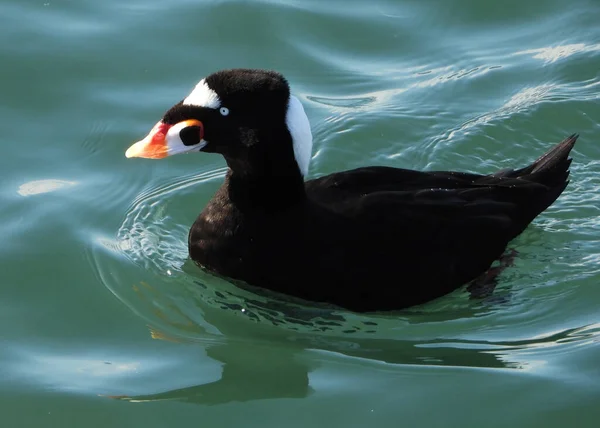 Portrait of swimming Surf Scoter duck