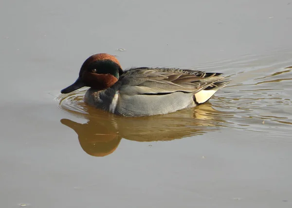 Porträt Mit Spiegelbild Der Rotschopf Ente — Stockfoto