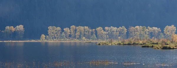 Tarde Sol Ilumina Árvores Outono — Fotografia de Stock