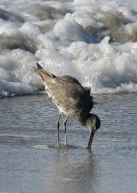  Uzun bacaklı ve uzun gagalı bir kuş.                              