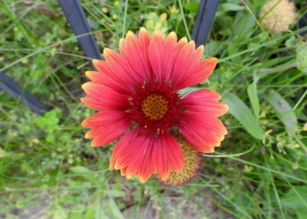 Indian Blanket Flower Orange Petals — Fotografia de Stock