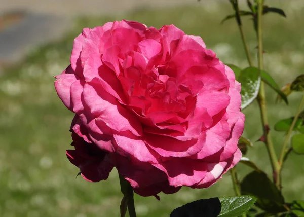 Red China Rose Porannym Słońcu — Zdjęcie stockowe