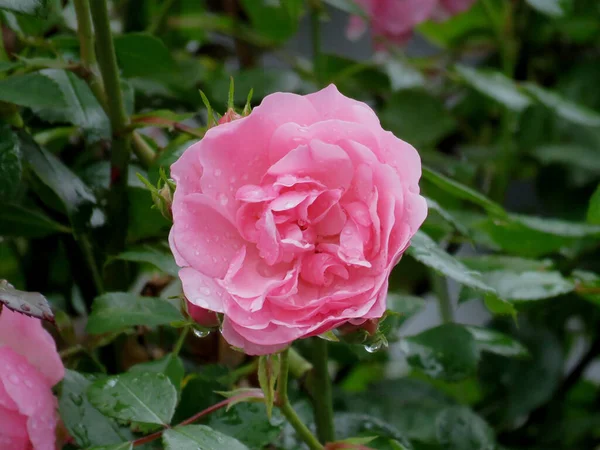Pink China Rose Rainy Day — 스톡 사진