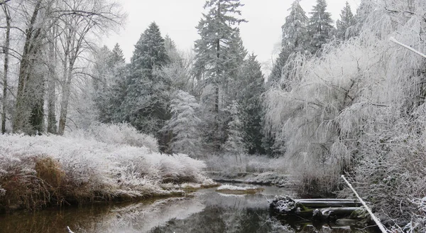 Maravillas Invierno Pintadas Por Nieve Heladas —  Fotos de Stock