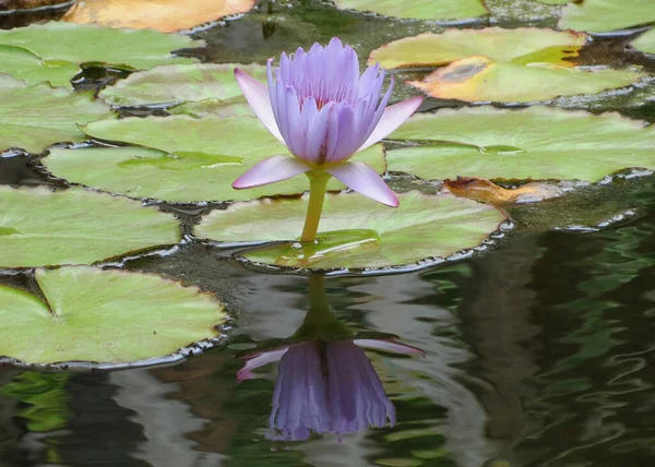 Nymphaea Nouchali Caerulea Waterlilies — Stock Photo, Image