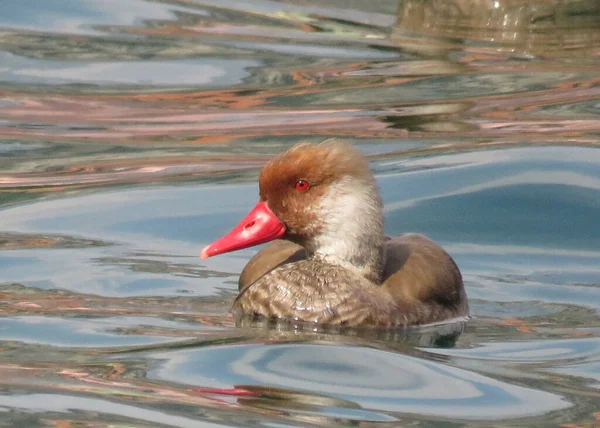 Red Crested Pochard Duck Lago Garda — ストック写真