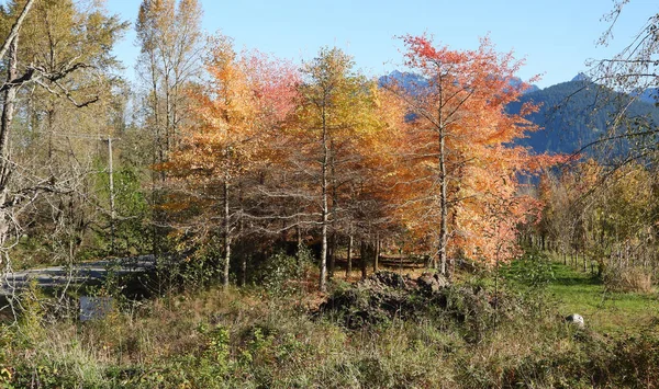 Thousand Colors Autumn British Columbia — Photo