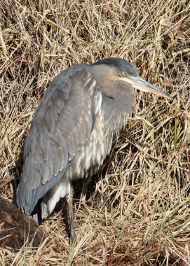Kuru çimenlerde Büyük Mavi Balıkçıl - Resim No 14