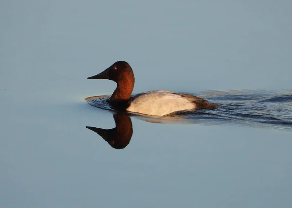 Canvasback Duck Swimming Glossy Waters —  Fotos de Stock