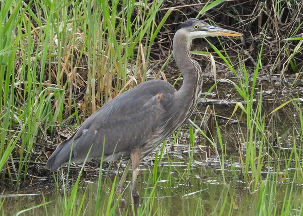 Great Blue Heron Morning Wading Picture No7 — Stock Photo, Image