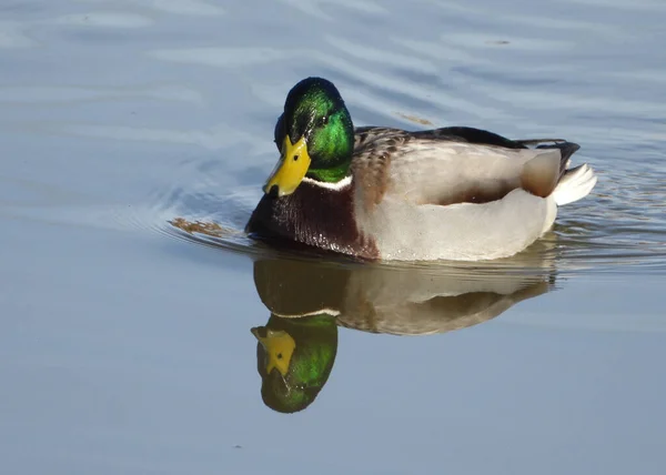 Erkek Mallard Duck Kameraya Bakıyor — Stok fotoğraf