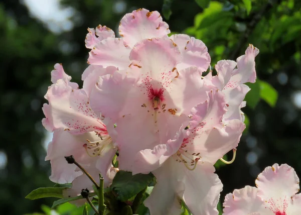 Flower Pacific Rhododendron Family Azaleas — 스톡 사진