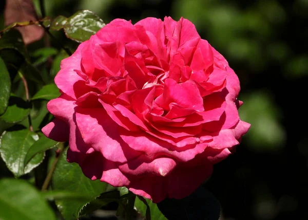 Французская Роза Купающаяся Дневных Лучах Солнца — стоковое фото