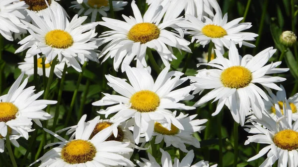 Pantalla Llena Flores Amarillas Shasta Daisy — Foto de Stock