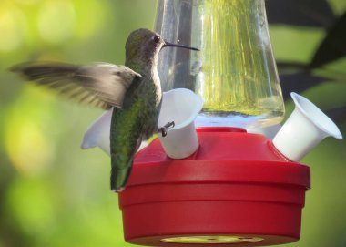 Kolibri ya da sinekkuşu balıkla beslenen kişi tarafından çekilir.                               