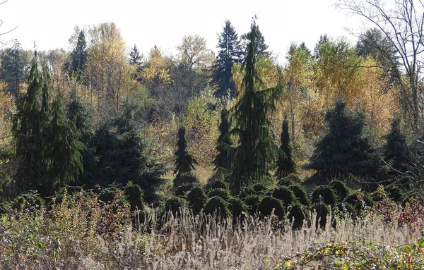 Terk Edilmiş Fidanlıklarda Ağaçların Sonbahar Renkleri — Stok fotoğraf