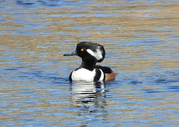 Hooded Merganser Male Protects His Territory — ストック写真