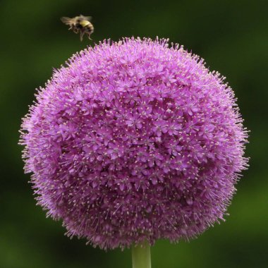  Dev soğanın mor çiçeği.          