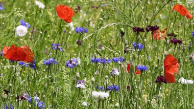 Mısır gelincikli ve mısır çiçekli tarla çiçekleri          
