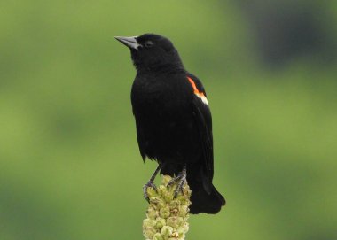 Kırmızı kanatlı karatavuk otun üstüne tünedi.