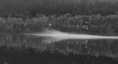 Sarı yapraklı ağaçların sonbahar renkleri Siyah ve Beyaz