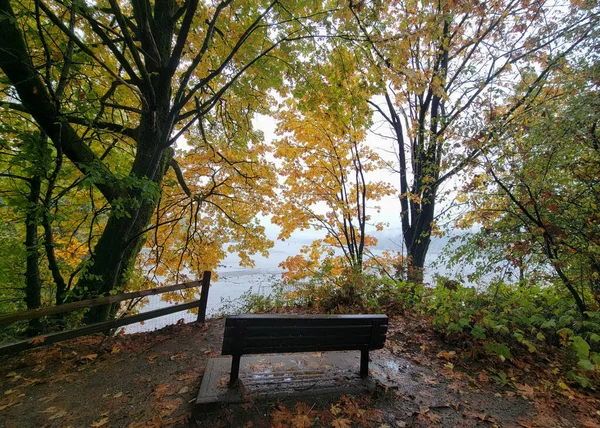 Empty Bench Yellow Maple Trees — Stockfoto