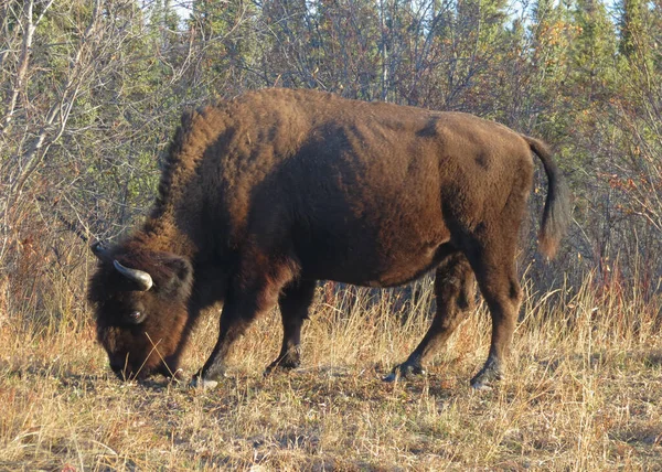 Powerful Bison Grazing Dry Grass — Foto Stock