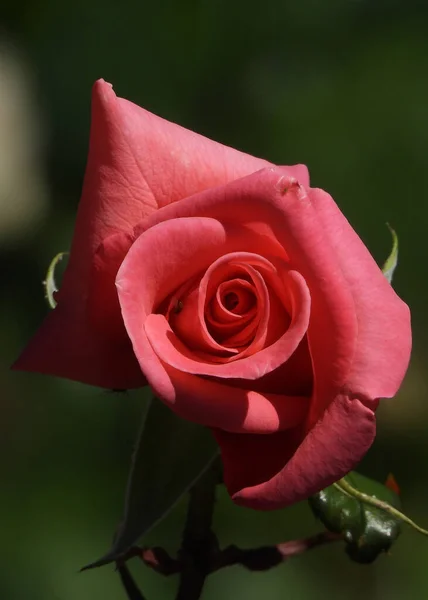 Красная Роза Близко Очаровательно — стоковое фото