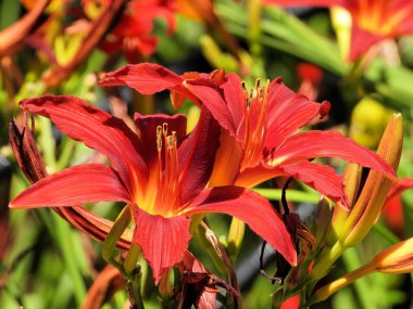 Her zaman güzel Portakal Çiçeği