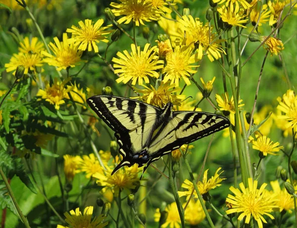 Close-up of Eastern Tiger Swallowtail Butterfly