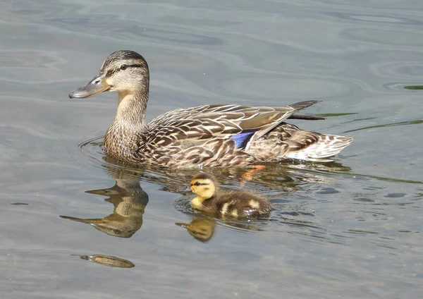 Mallard Duck Mama Presenta Suo Bambino — Foto Stock