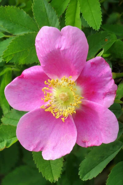 Wild Pink Flower Nootka Rose — Stockfoto